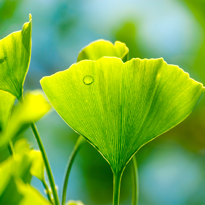 This image for Image Layouts addon